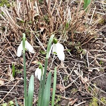 Galanthus 'White Cloud'