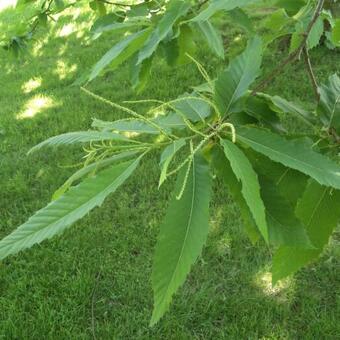 Castanea sativa