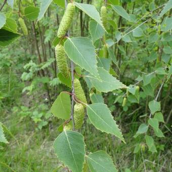 Betula pendula