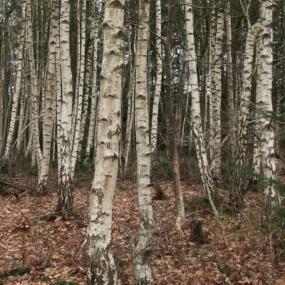 Ruwe berk, scherpe berk - Betula pendula