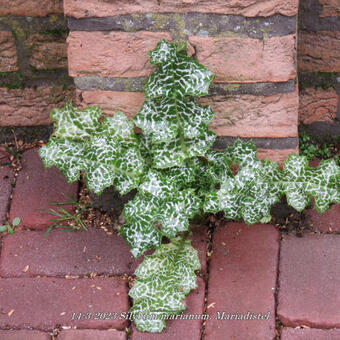 Silybum marianum