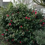 Camellia japonica 'Chandleri Elegans' - Camelia