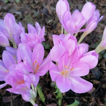 Colchicum autumnale