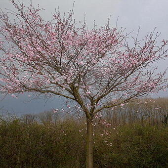 Prunus 'Accolade'