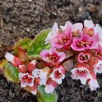 Bergenia ciliata - Schoenlappersplant