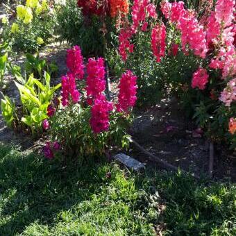 Antirrhinum majus