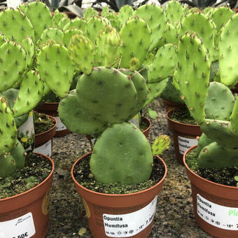 Opuntia humifusa