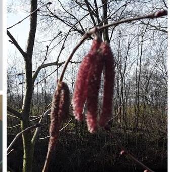 Corylus avellana 'Rode Zellernoot'