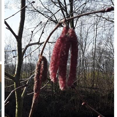 Hazelnoot Rode Zellernoot - Corylus avellana 'Rode Zellernoot'