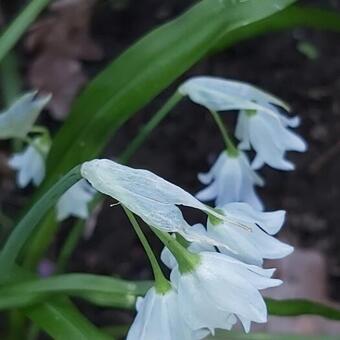 Allium paradoxum