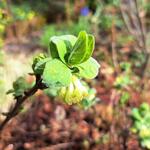 Lonicera caerulea 'Duet' - Honingbes