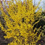 Forsythia x intermedia 'Week End' - Chinees klokje - Forsythia x intermedia 'Week End'