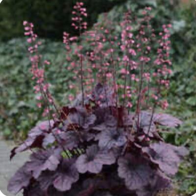 Purperklokje - Heuchera 'Timeless Night'