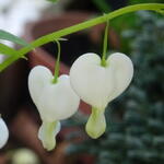 Dicentra eximia 'Alba' - Gebroken hartje