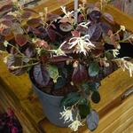 Loropetalum chinense 'Ruby Snow' - Heksenstruik