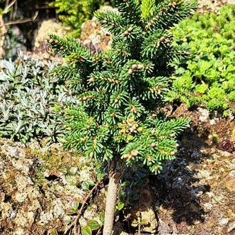 Picea orientalis 'Smee WB'