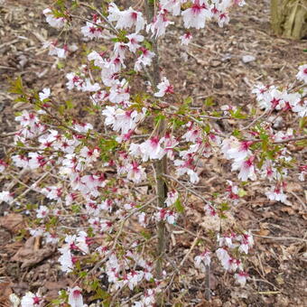 Prunus incisa ‘Mikinori’