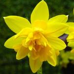 Narcissus 'Tête Bouclé' - Narcis