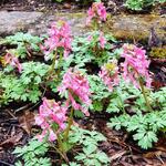 Corydalis solida 'Beth Evans' - Vingerhelmbloem, vogeltje-op-de-kruk