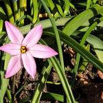 Ipheion uniflorum 'Charlotte Bishop' - Oude wijfjes/Voorjaarster