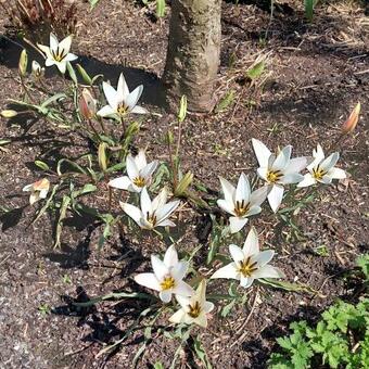 Tulipa clusiana var. stellata