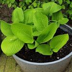 Hosta 'August Moon' - Hartlelie/Funkia - Hosta 'August Moon'