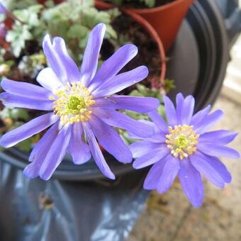 Anemone blanda 'Blue Shades'