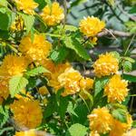 Kerria japonica - Ranonkelstruik, Kerriestruik - Kerria japonica