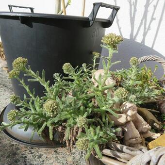 Achillea tomentosa 'Aurea'