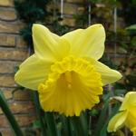 Narcissus  'Kiss Me' - Trompetbloemige narcis, Narcis