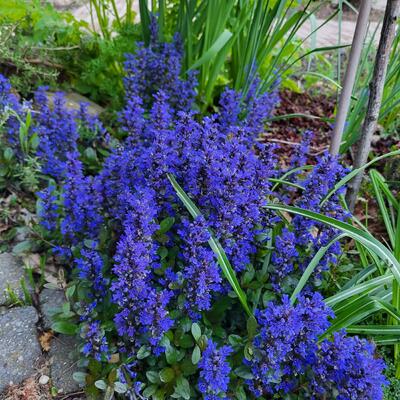 Zennegroen, Zenegroen - Ajuga reptans