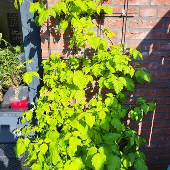 Rubus idaeus Twotimer 'Sugana Red'