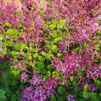 Syringa BLOOMERANG 'Dark Purple'