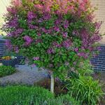 Syringa BLOOMERANG 'Dark Purple' - Seringen