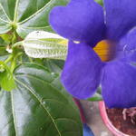 Thunbergia battiscombei - Thunbergia battiscombei