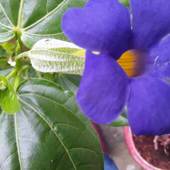 Thunbergia battiscombei