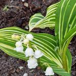 Convallaria majalis 'Polish Beauty' - Meiklokje, lelietje-van-dalen