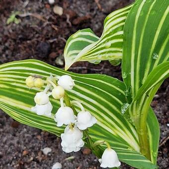 Convallaria majalis 'Polish Beauty'