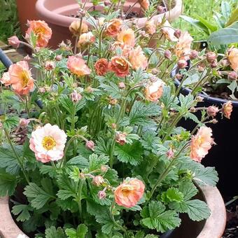 Geum