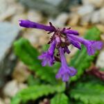 Wulfenia orientalis - Wulfenia