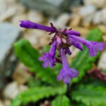 Wulfenia orientalis