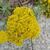 Achillea tomentosa 'Aurea'