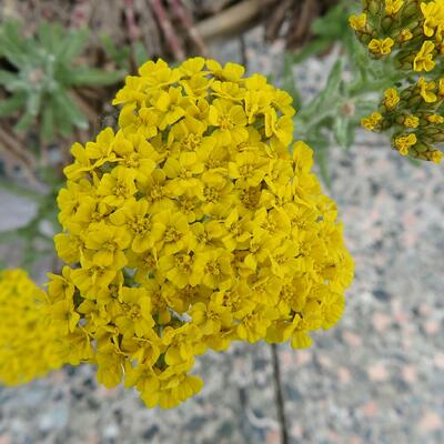 Duizendblad - Achillea tomentosa 'Aurea'