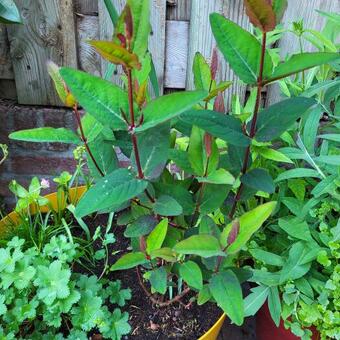 Hypericum 'MIRACLE Night'