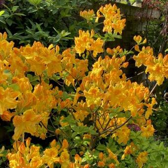 Rhododendron 'Oriental Queen'