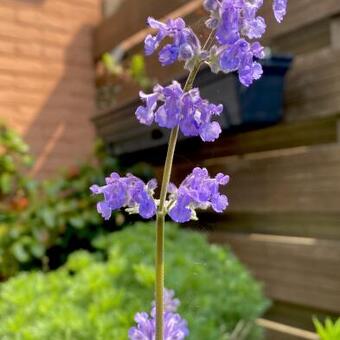 Nepeta grandiflora 'Summer Magic'