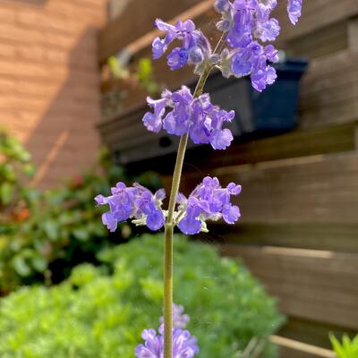 Kattekruid - Nepeta grandiflora 'Summer Magic'