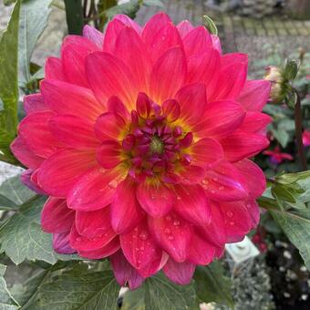 Dahlia 'Kilburn Glow'