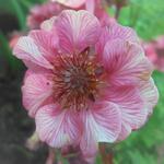 Geum 'TEMPO Rose' - Nagelkruid