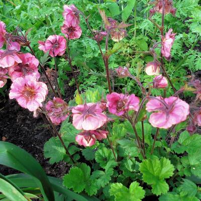 Nagelkruid - Geum 'TEMPO Rose'